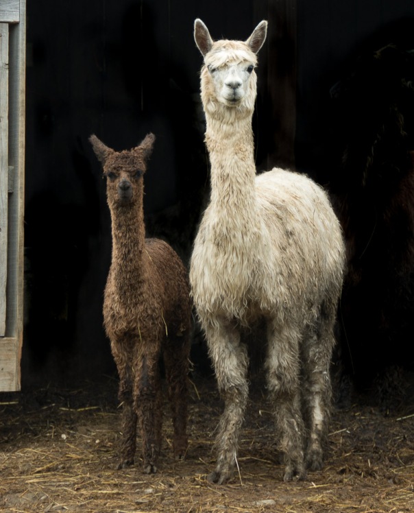 mother and daughter llama